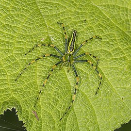 Malagasy green lynx spider Peucetia lucasi Madagascar