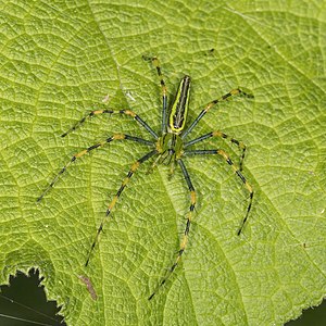 Peucetia madagascariensis, by Charlesjsharp