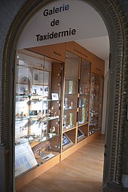 Taxidermy Gallery, Muséum d'Angers