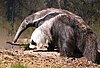 Giant anteater