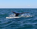 Humpback Whale, Nova Scotia, Canada, September 2009