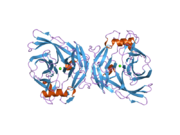 2h2u: Crystal structure of the E130Y mutant of human soluble calcium-activated nucleotidase (SCAN) with calcium ion