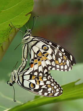 Papilio demoleus mating