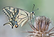 Old World swallowtail (Papilio machaon)