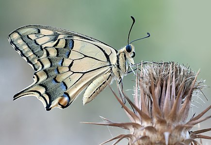 Papilio machaon (nominated)