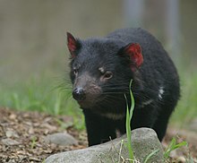 A devil with red ears and white patches under its neck, is standing on some bark chips, in front of some grass and behind a rock of the size of its body.