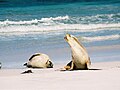 Australian Sea Lion at Seal Bay, Kangaroo Island, SA