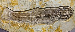 中华弓鳍鱼属未定种的化石标本