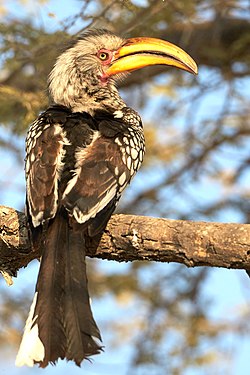 Southern yellow-billed hornbill (tockus leucomelas) in Okaukuejo, Etosha, Namibia