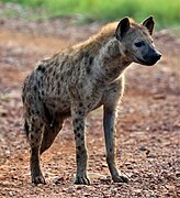 The Spotted hyena on the ground