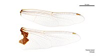Female Tramea loewii wings