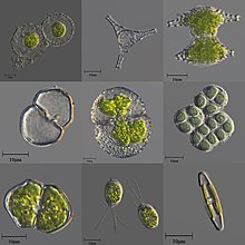 各种微观的单细胞和群体淡水藻类