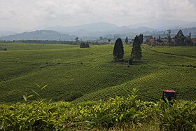 A terraced tea plantation along the Nyanzale-Kitchanga axis
