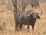 A buffalo in Mikumi