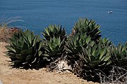 A planted colony overlooking San Diego Bay