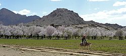 Almond trees in Zabul Province