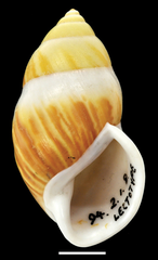Shells in the amphidromine species A. perversus can be dextral, as shown here.