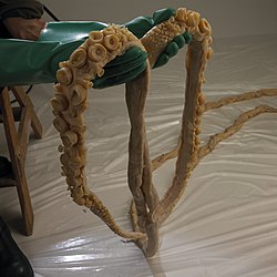 #341 (16/7/1992) Tentacles of the giant squid found washed ashore near Eaglehawk Neck, Tasmania, on 16 July 1992, now held in the collections of Museums Victoria