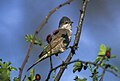 Barred warbler