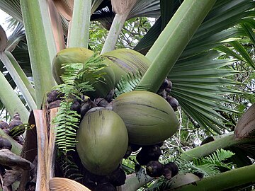 Several Lodoicea maldivica can be seen in the Botanical Garden