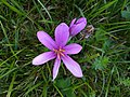 Colchicum autumnale close-up