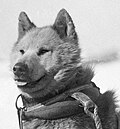 One of the Australasian Antarctic Expedition's sledge dogs