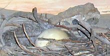 Replica dodo egg and nest