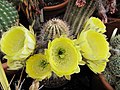 Echinopsis haematantha