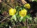 Eranthis hyemalis