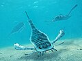 广翅鲎属（英语：Eurypterus）（Eurypterus），志留纪晚期的上层掠食者