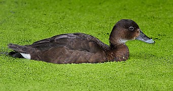 Female Hardhead duck