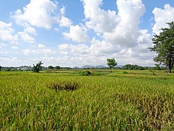 杰尼彭托县的稻田