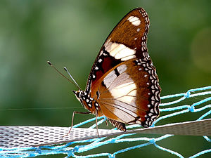 Ventral view (male)