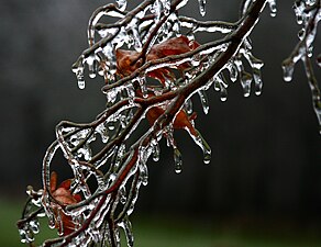 Ice on deciduous tree after freezing rain
