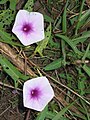 Ipomoea aquatica