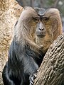 Lion-tailed macaque