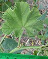 Leaf upperside