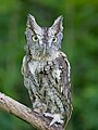 Screech owl - Gray