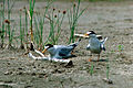 Nesting pair on the Missouri River in South Dakota