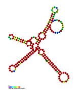 P27: Secondary structure taken from the Rfam database. Family RF01674