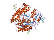 2c6g: MEMBRANE-BOUND GLUTAMATE CARBOXYPEPTIDASE II (GCPII) WITH BOUND GLUTAMATE