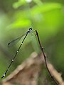 Pied Reedtail