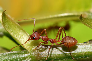 Red Weaver ant, Oecophylla longinoda in Morogoro, Tanzania
