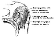 Torus tubarius dissection show salpingopharyngeus muscle