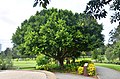 Tree at Gough Whitlam Park, Earlwood 2018