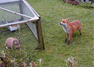 An urban fox investigating a domestic pet in a garden in Birmingham, UK (CBO)