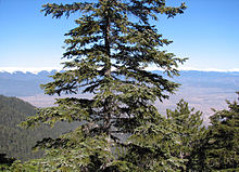 a forest in Pirin