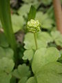 Adoxa moschatellina