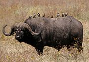 Africa buffalo