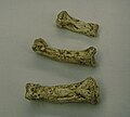 Ardipithecus finger bones